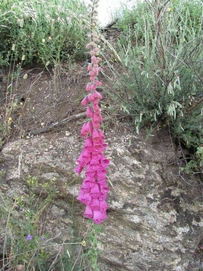 Foxglove in flower