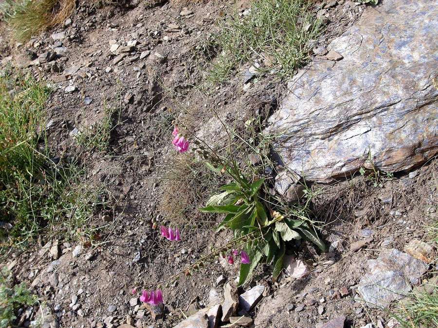 Foxglove (Digitalis purpurea)