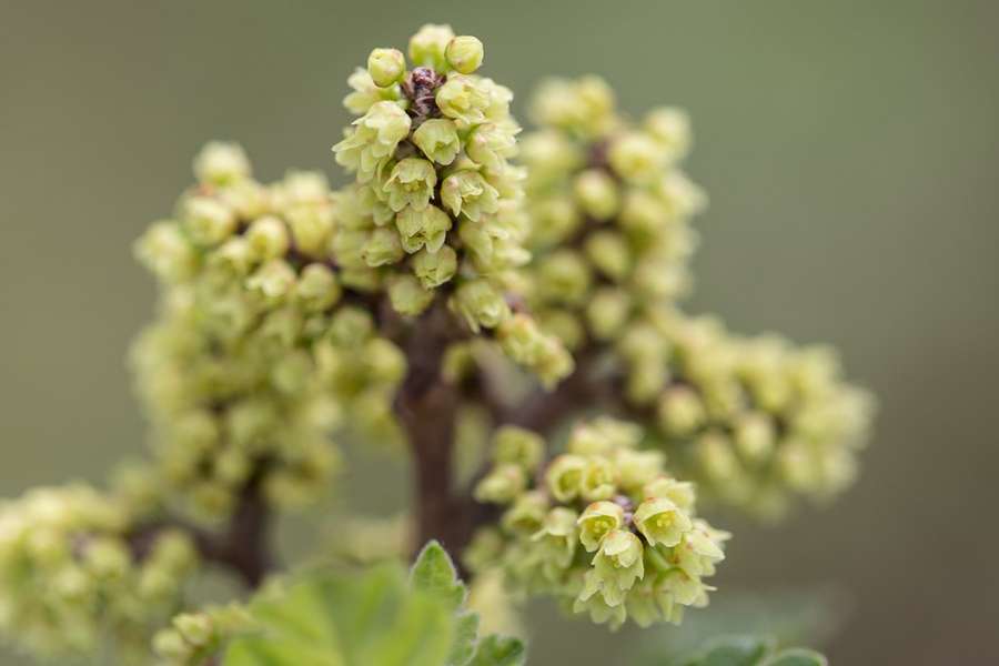 Fragrant Sumac in flower