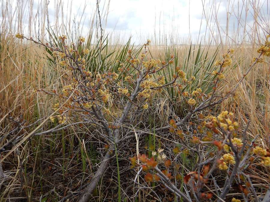 Fragrant Sumac (Rhus aromatica)