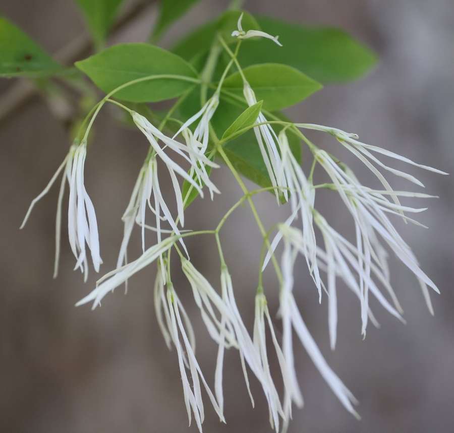Fringe Tree in flower