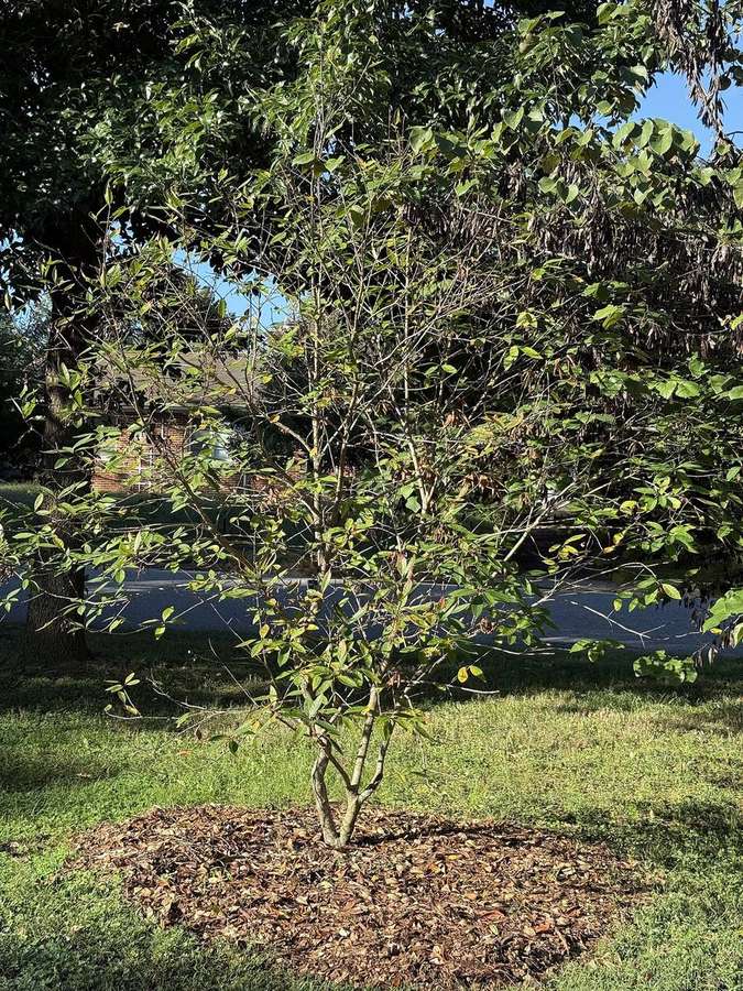 Fringe Tree (Chionanthus virginicus)