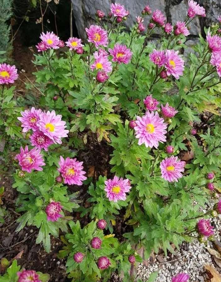 Garden Mum in flower