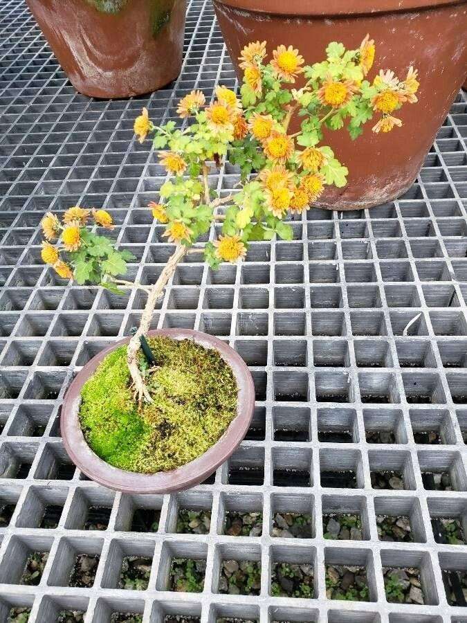 Garden Mum (Chrysanthemum morifolium)