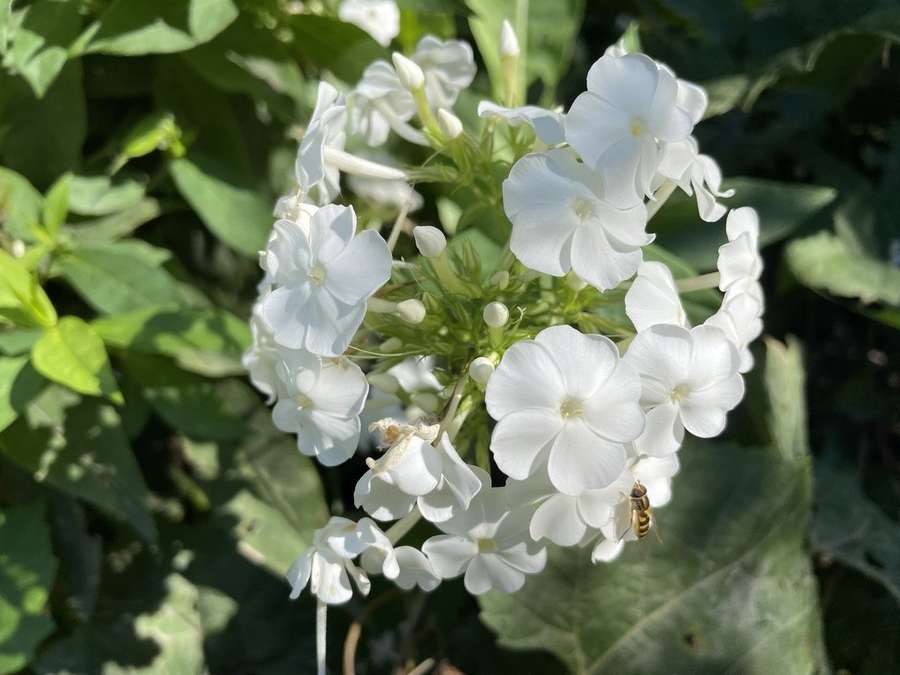 Garden Phlox in flower