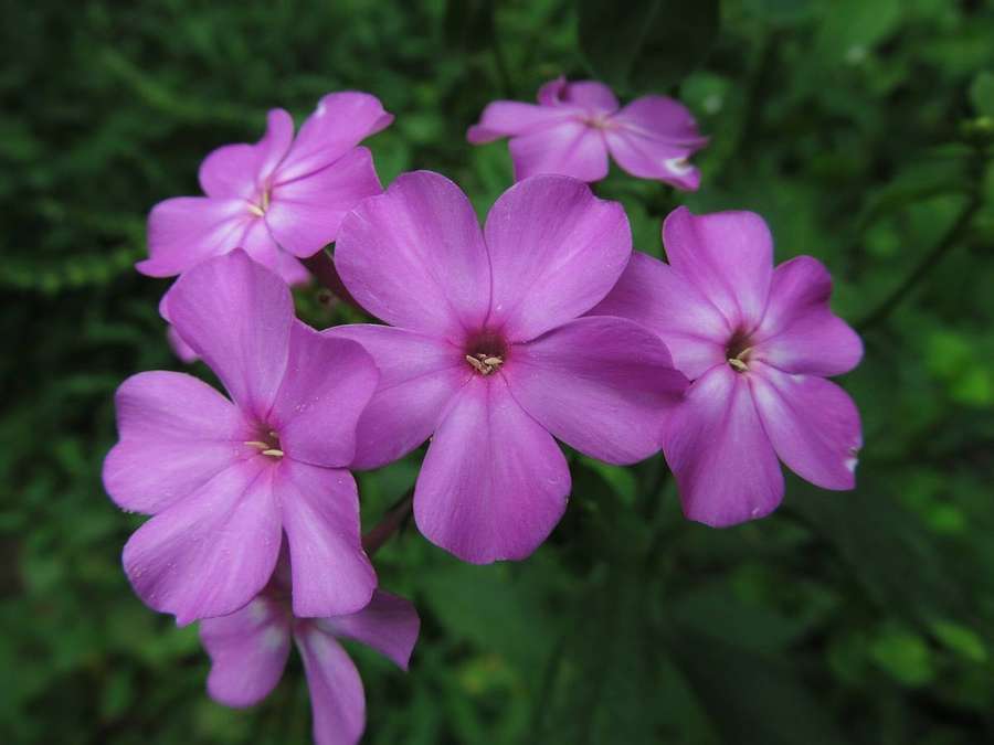 Garden Phlox (Phlox paniculata)