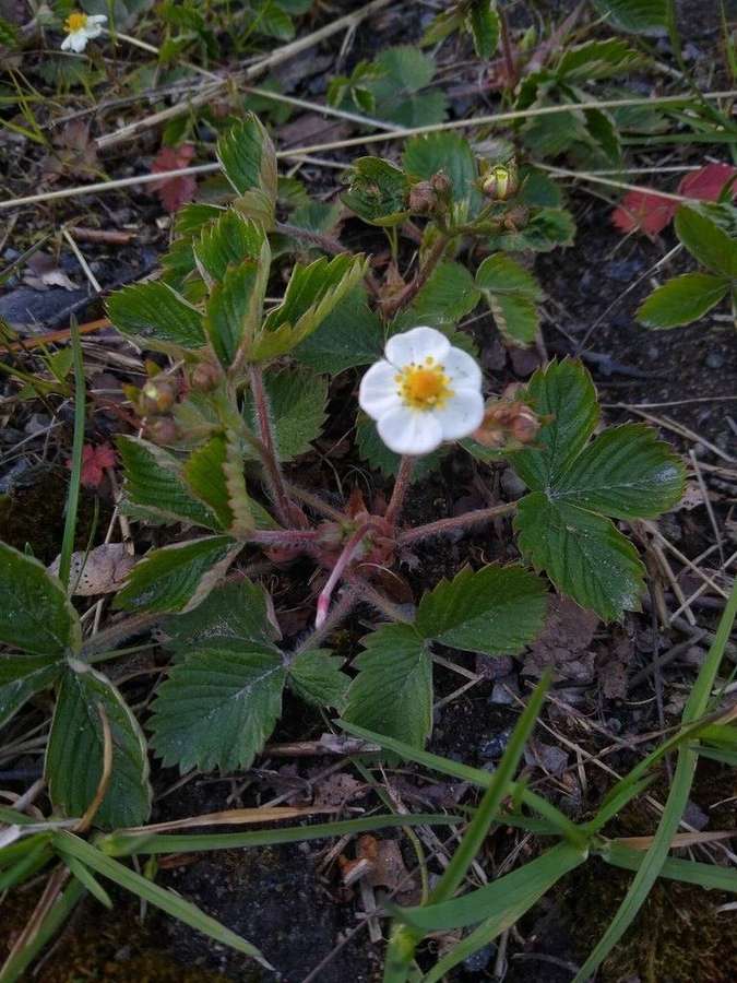 Garden Strawberry in flower