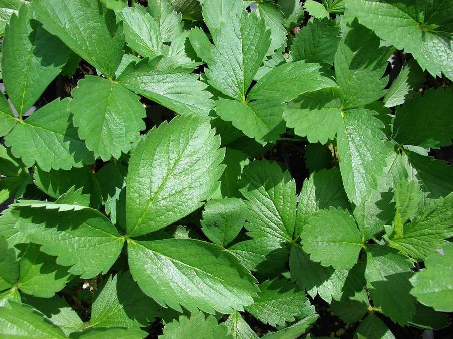 Garden Strawberry (Fragaria x ananassa)