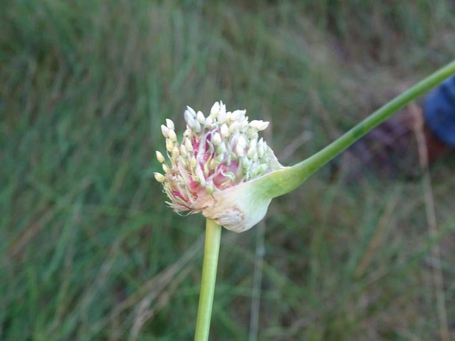 Garlic in flower