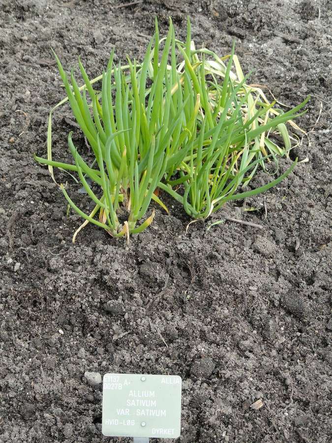 Garlic (Allium sativum)