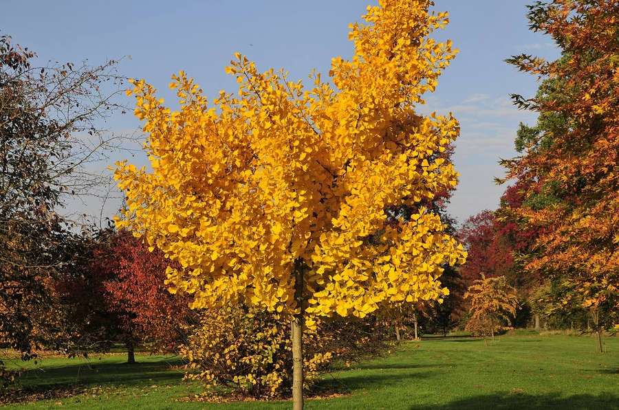 Ginkgo (Ginkgo biloba)
