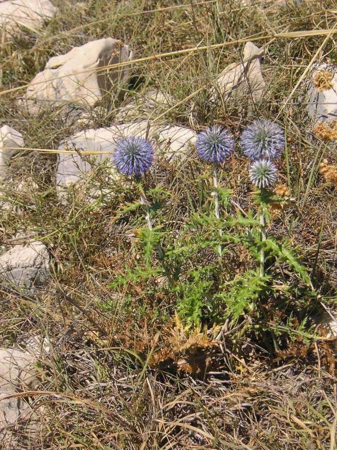 Globe Thistle (Echinops ritro)