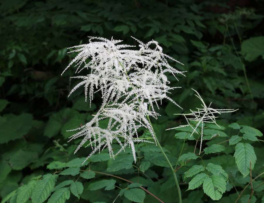 Goatsbeard (Aruncus dioicus)
