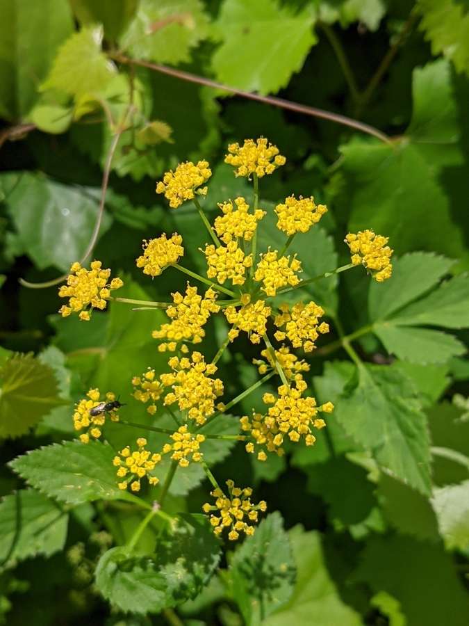 Golden Alexanders in flower