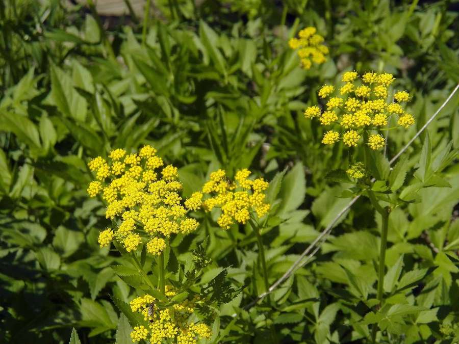 Golden Alexanders (Zizia aurea)