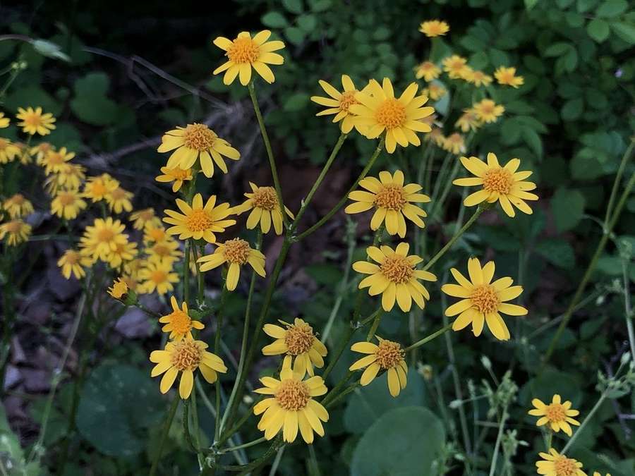Golden Ragwort in flower