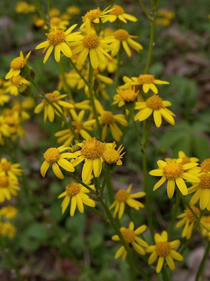 Golden Ragwort (Packera aurea)