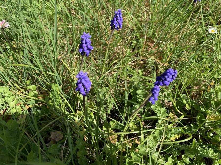 Grape Hyacinth in flower