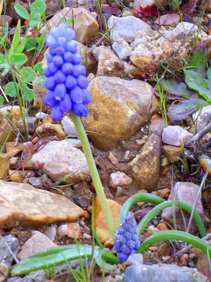Grape Hyacinth (Muscari armeniacum)