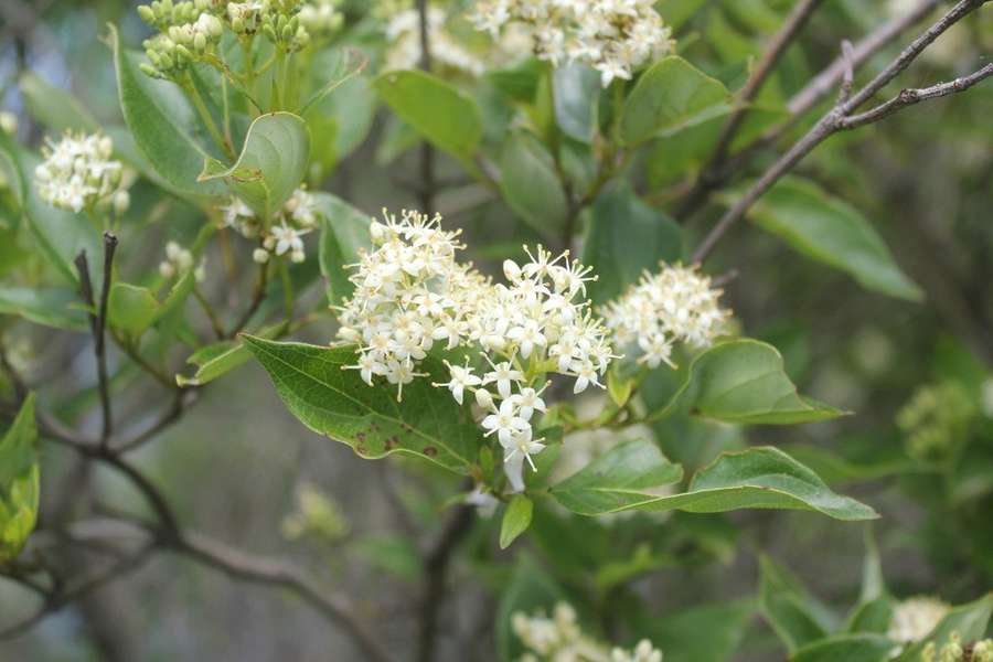 Gray Dogwood in flower