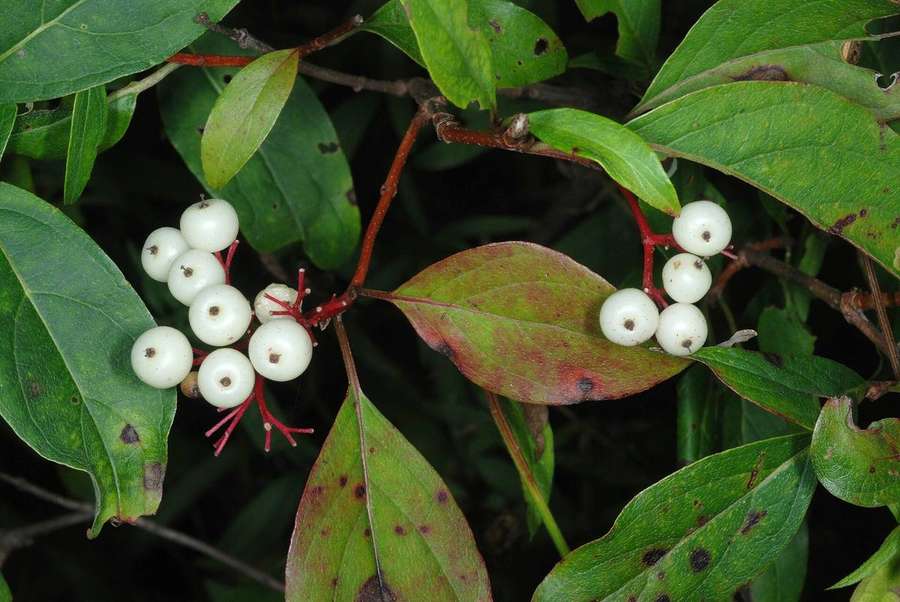 Gray Dogwood (Cornus racemosa)