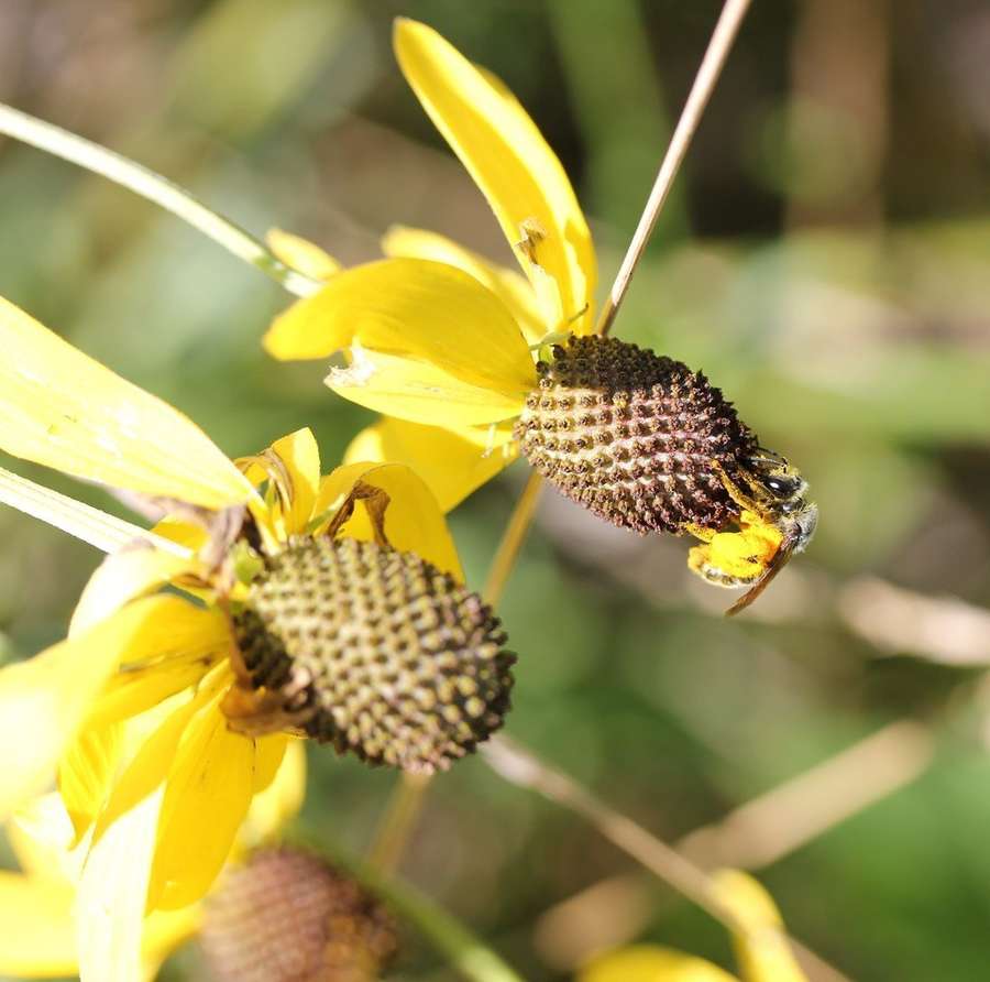 Gray-Headed Coneflower in flower