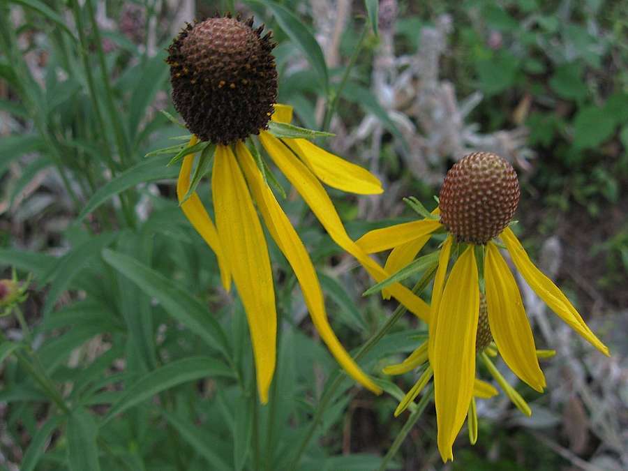 Gray-Headed Coneflower (Ratibida pinnata)