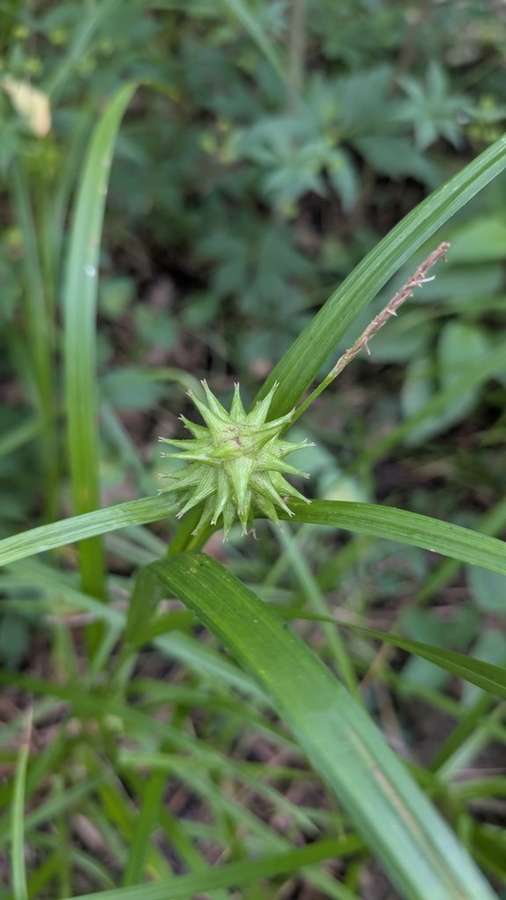 Gray's Sedge in flower