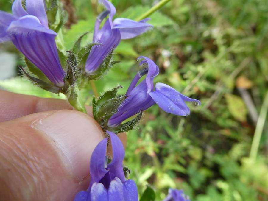 Great Blue Lobelia in flower