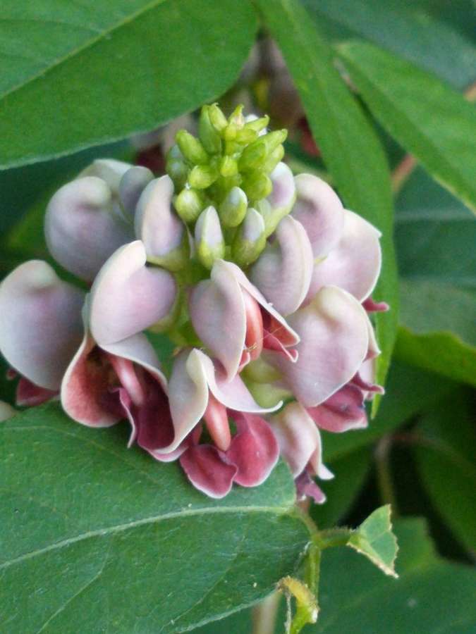Groundnut in flower
