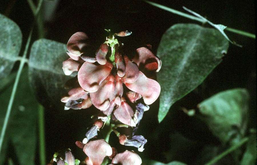 Groundnut (Apios americana)