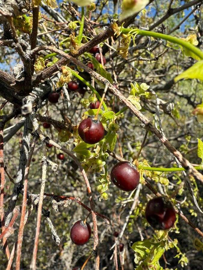 Hackberry (Celtis occidentalis)