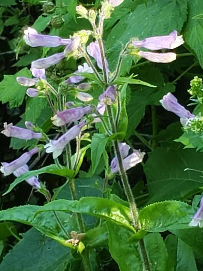 Hairy Beardtongue in flower