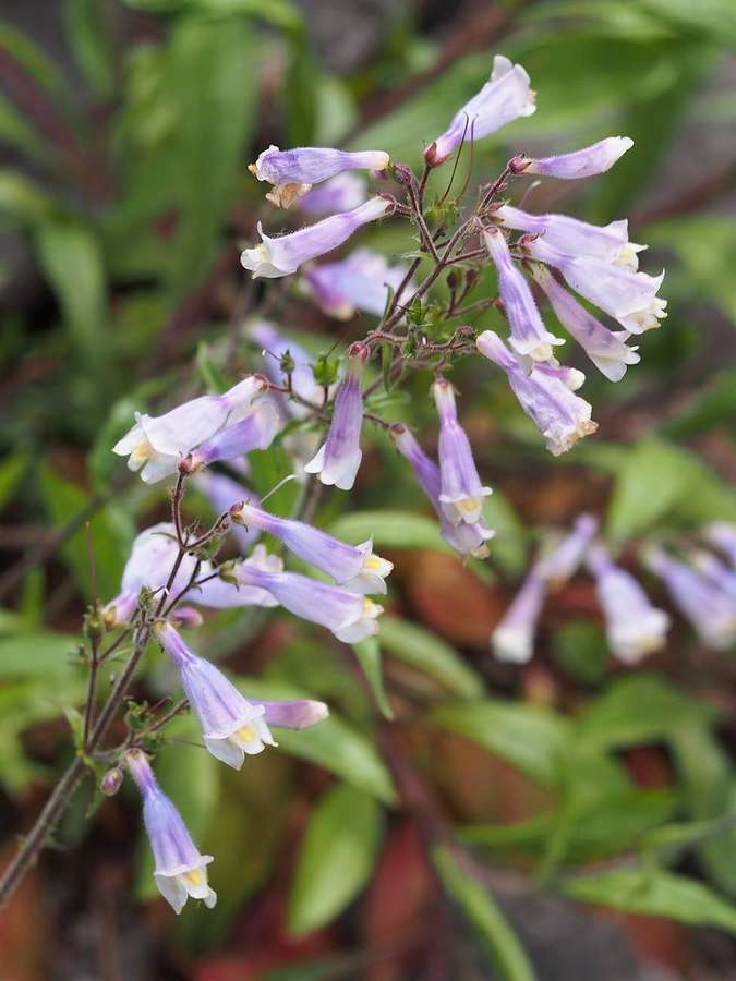Hairy Beardtongue (Penstemon hirsutus)