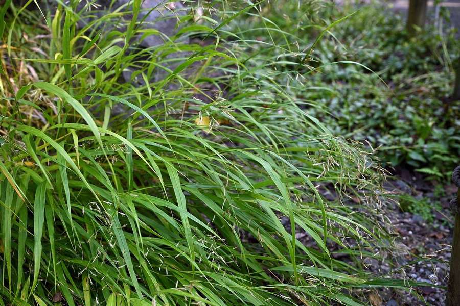 Hakone Grass (Hakonechloa macra)