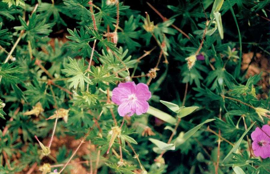 Hardy Geranium in flower