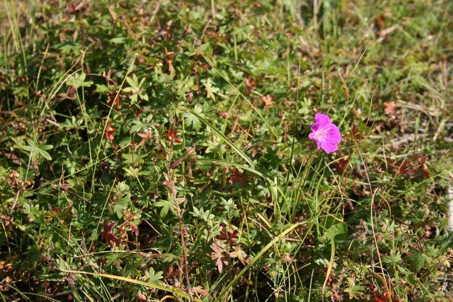 Hardy Geranium (Geranium sanguineum)