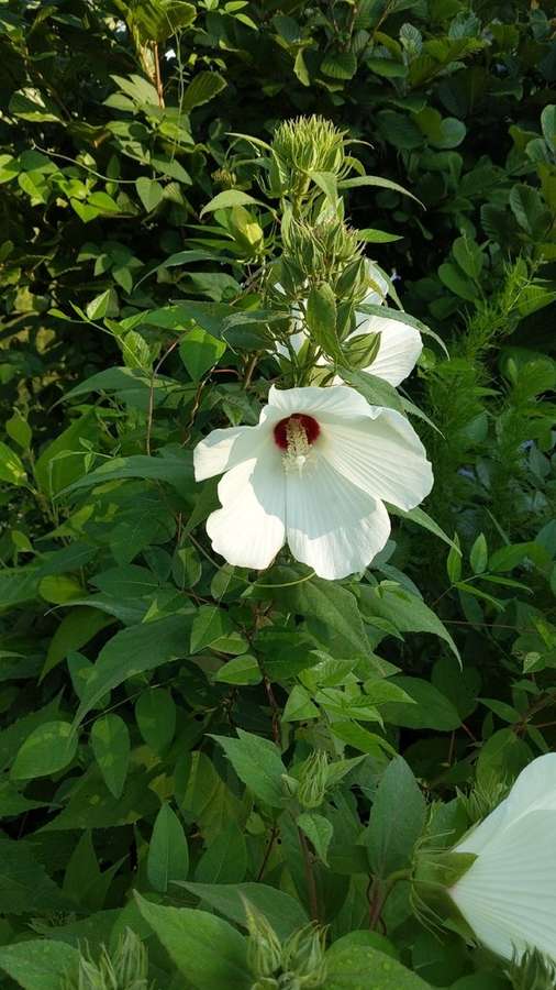Hardy Hibiscus in flower