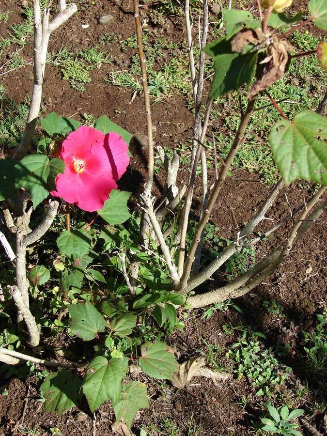 Hardy Hibiscus (Hibiscus moscheutos)