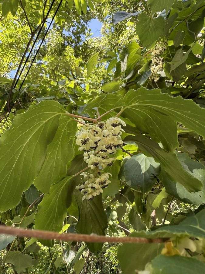 Hardy Kiwi in flower