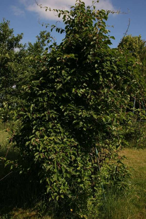 Hardy Kiwi (Actinidia arguta)