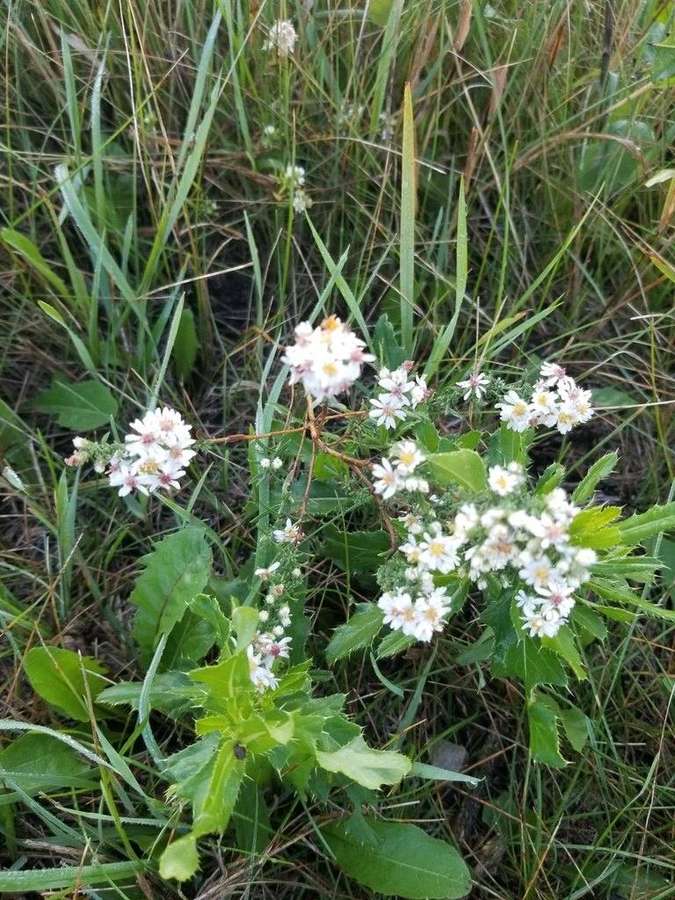 Heath Aster (Symphyotrichum ericoides)