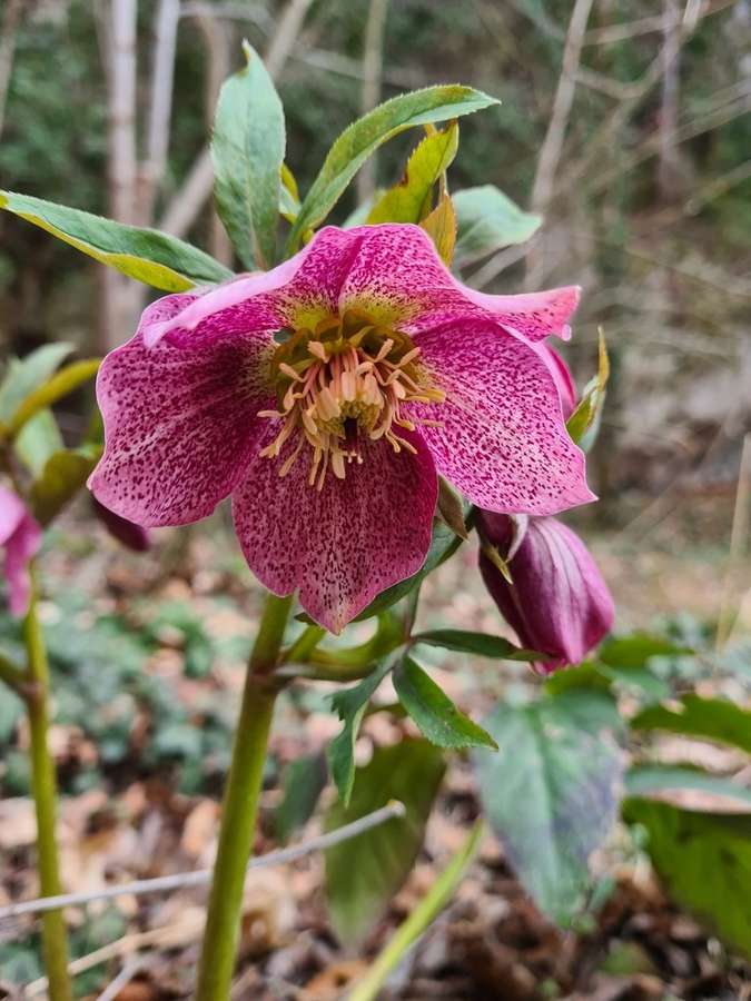 Hellebore in flower
