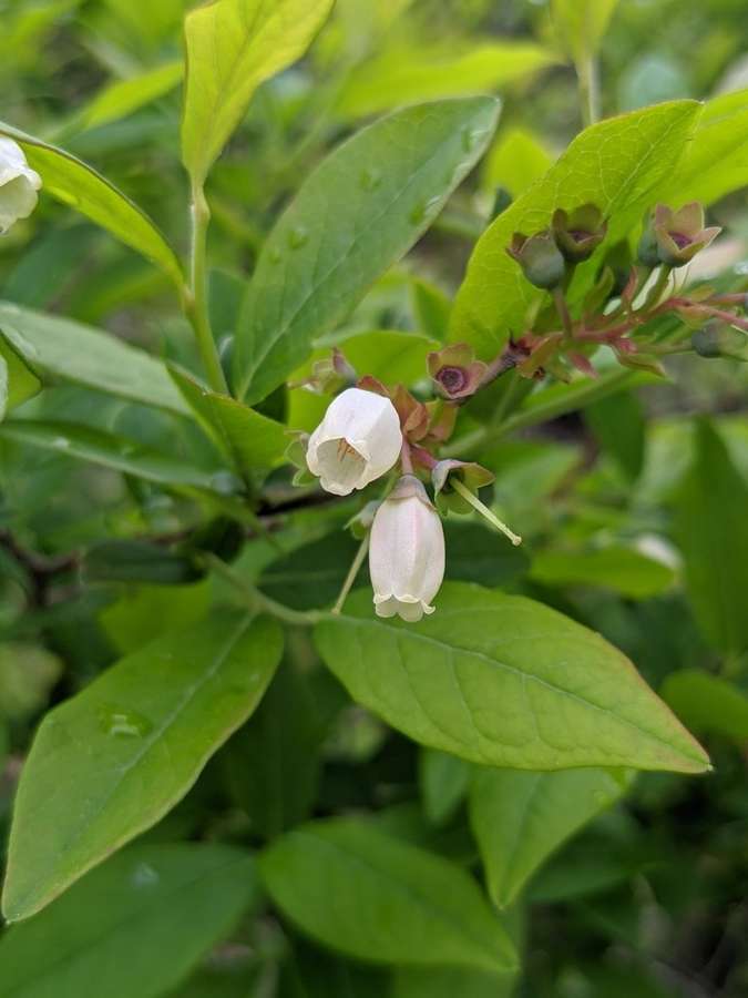 Highbush Blueberry in flower