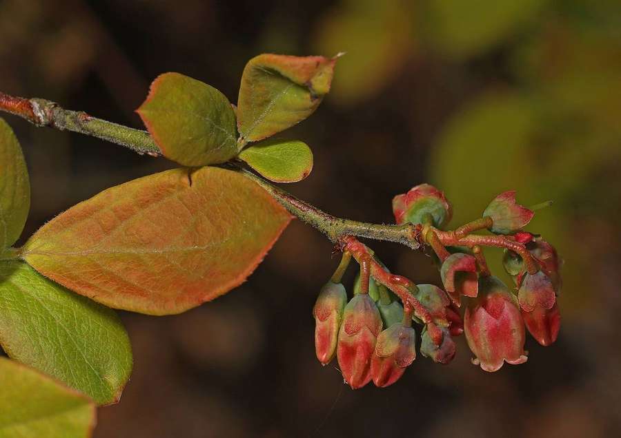 Highbush Blueberry (Vaccinium corymbosum)