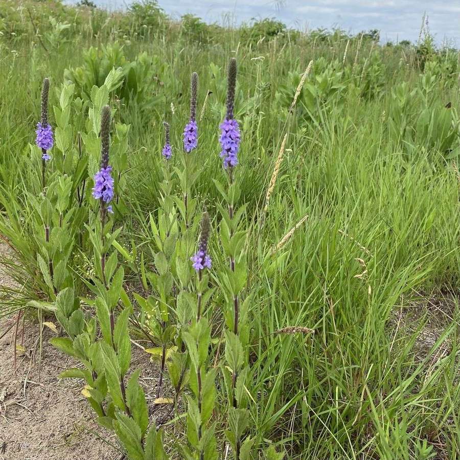 Hoary Vervain (Verbena stricta)