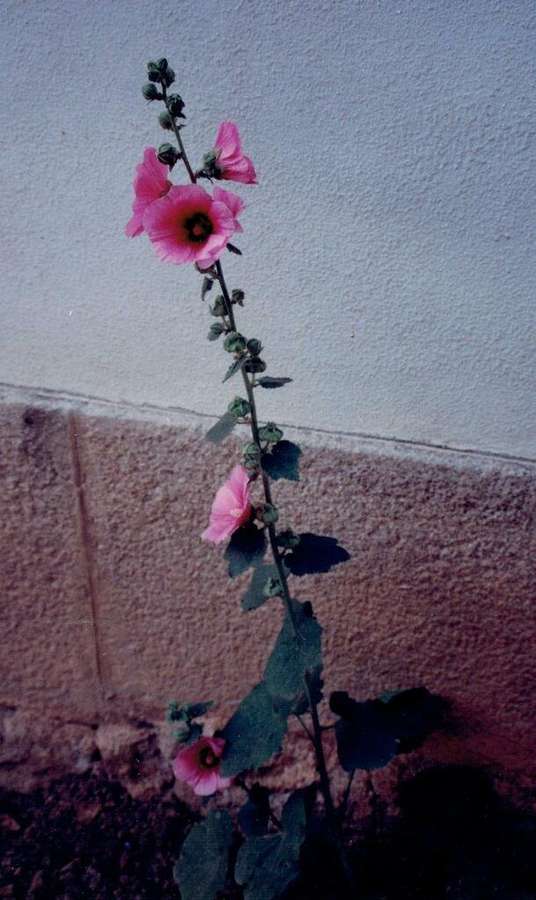 Hollyhock in flower