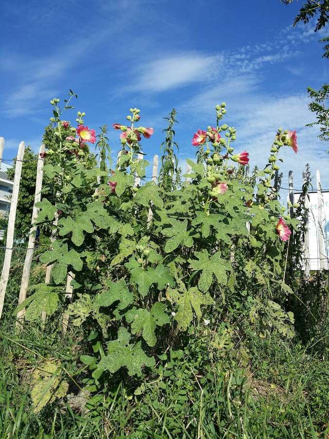 Hollyhock (Alcea rosea)