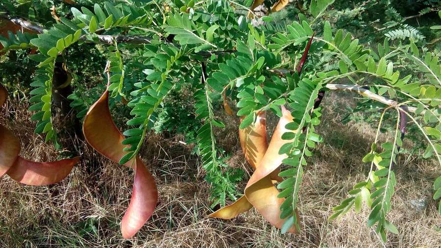 Honey Locust (Gleditsia triacanthos)
