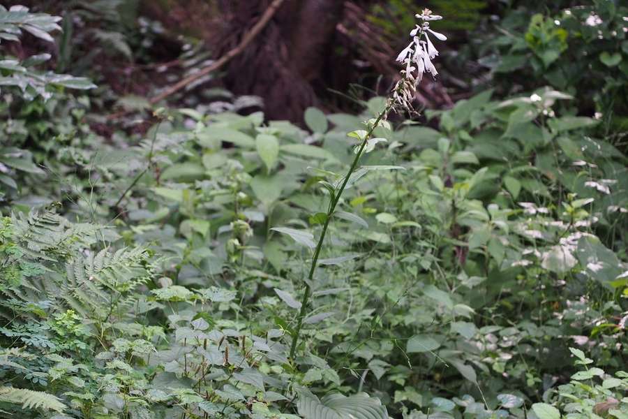 Hosta in flower